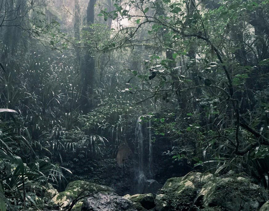 Seit 2022: The Generation Forest