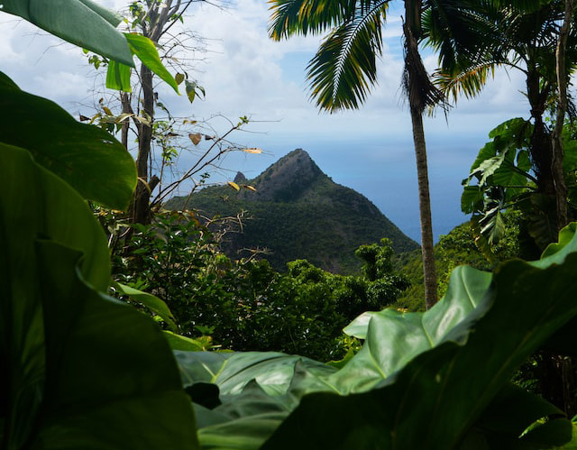 Seit 2018: Regenwald der Österreicher
